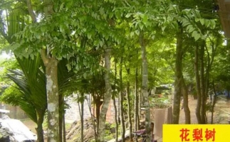 紅花梨下腳料千萬別再丟了，都是寶啊